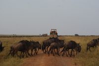 128 Migration der Tiere 2024