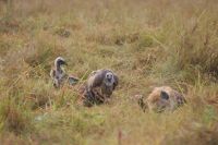 130 die Geier warten schon