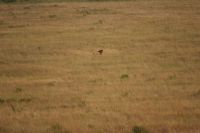 133 Löwe vom Lookout gesichtet