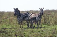 134 Zebras im neuen Gras