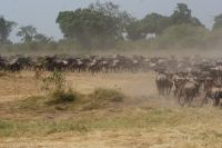 138 Migration am Sandriver