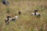 147 die Geier warten schon