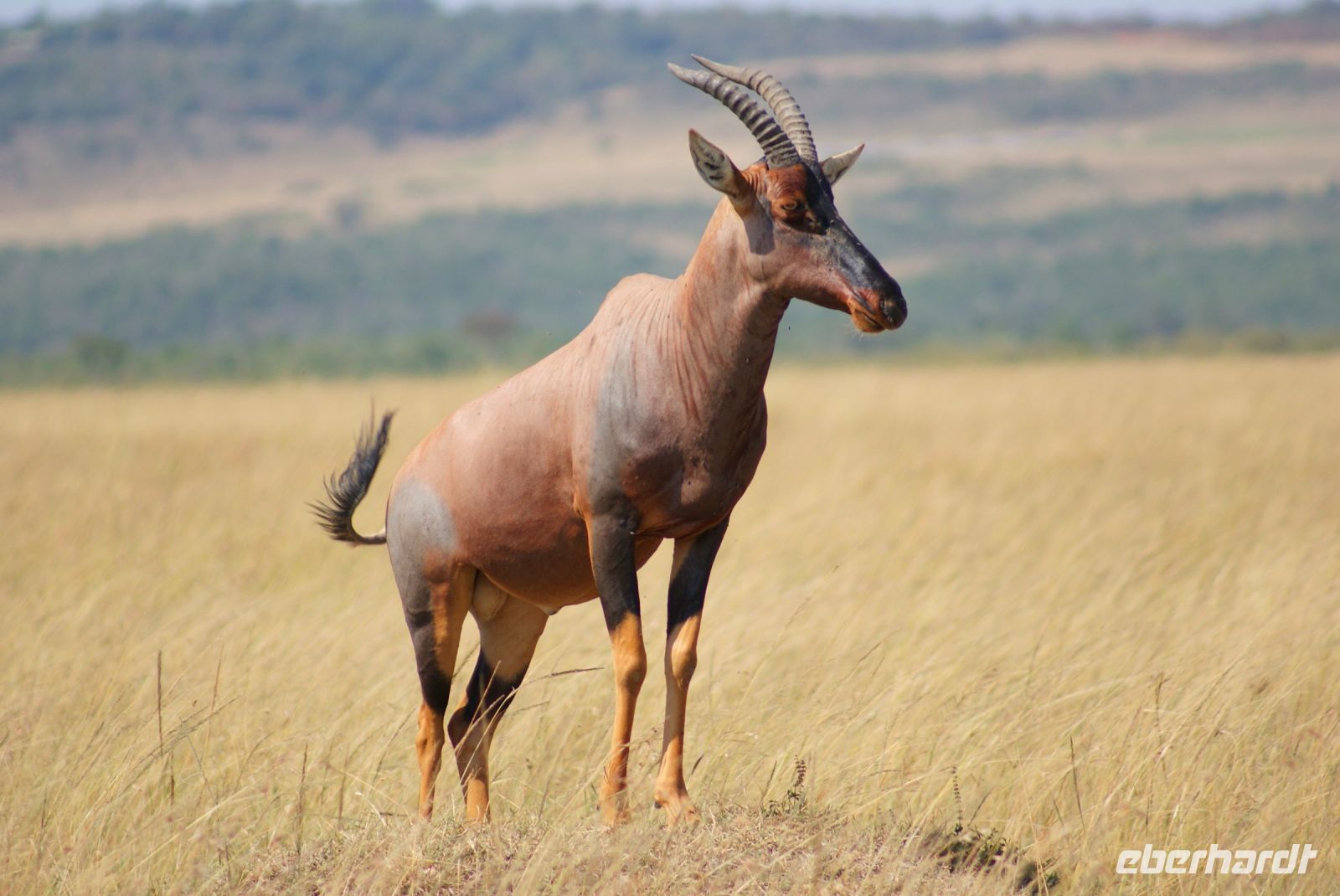 224 Topi Antilope