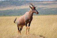 224 Topi Antilope