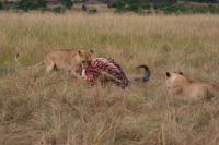 172 Löwe mit Büffelriss