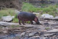 179 Hippo beim Landgang