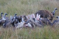 181 Geier mit Büffelrest