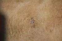 183 Schabrakenschakal