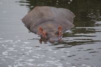 197 Hippos im Fluss