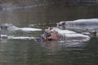 198 Hippos im Fluss