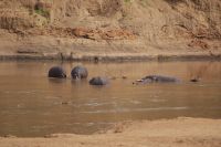 199 Hippos im Fluss