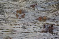 201 Hippos im Fluss