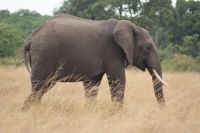 204 Elefantenbulle in der Mara