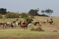 207 unterwegs im Masai Land