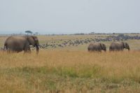 236 Elefanten und Büffel in der Mara