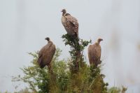 237 die Geier warten schon