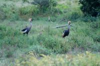 240 Kronenkraniche mit Nachwuchs