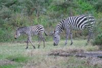 243 Zebra mit Fohlen