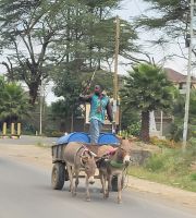 246 Kenianischer Transporter