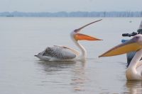 269 Pelikane auf dem Naivasha See