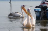 270 Pelikane auf dem Naivasha See