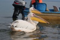 271 Pelikane auf dem Naivasha See