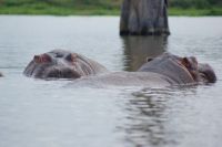 273 Hippos im Naivasha See