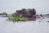 274 Hippos im Naivasha See
