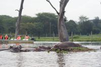 275 Hippos im Naivasha See