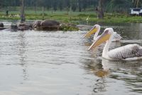 276 Tierwelt Naivasha See