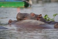 278 Genießer Lake Naivasha
