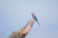 282 wunderschöne Gabelracke