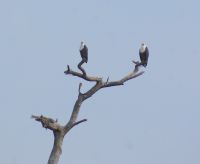 283 Schreiseeadlerpaar