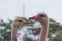 289 Straußenfamilie