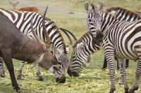 293  Bewohner Crescent Island