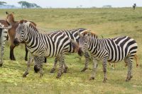 294 Bewohner Crescent Island