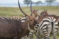 295 Bewohner Crescent Island