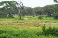 296 Impalas Crescent Island