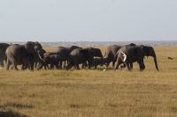 312 Elefantenherden im Amboseli NP