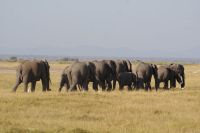 313 Elefantenherden im Amboseli NP