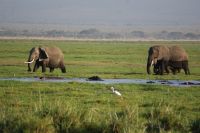 314 Elefantenherden im Amboseli NP