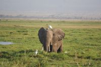 316 Elefant im Amboseli NP