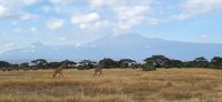 330 Giraffen im Amboseli NP
