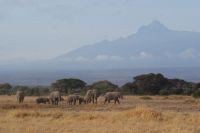 342 Amboseli Nationalpark