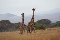 344 Netzgiraffen  Amboseli Nationalpark