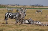 356 Zebras in Kenia