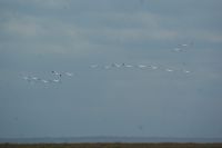 357 Flamingoformation