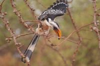 383 Gelbschnabeltoko