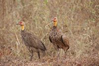 385 Gelbhaubenfrankoline