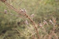 391 Vögel in Tsavo West